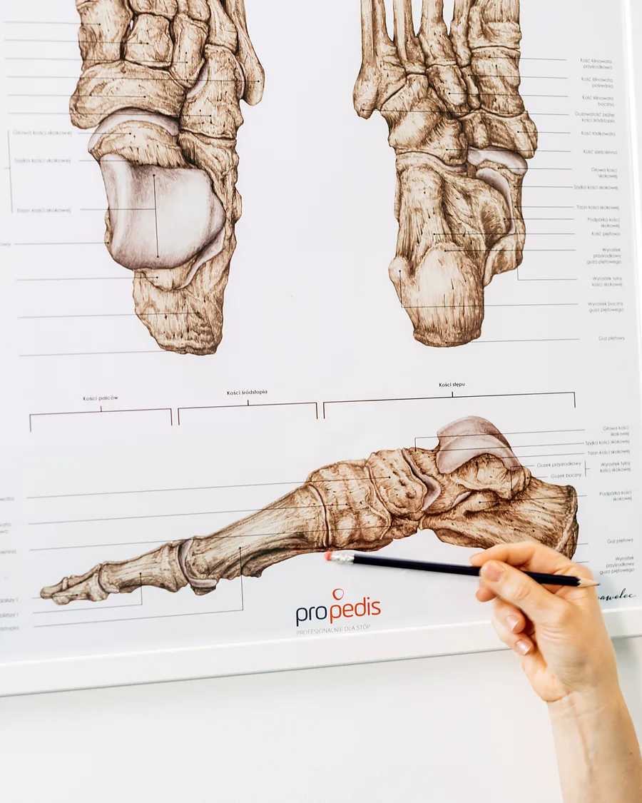 Ołówek wskazuje kości stępu na planszy anatomicznej stopy