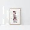 Anatomia mięśni stopy