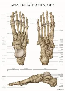 plakat anatomia kości stopy