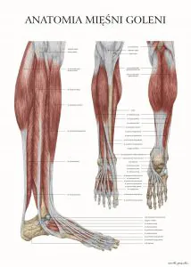 plakat anatomia mięśni goleni